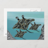 マンタレイファミリー ポストカード (正面/裏面)