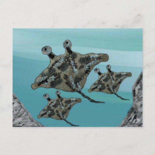 マンタレイファミリー ポストカード (正面)