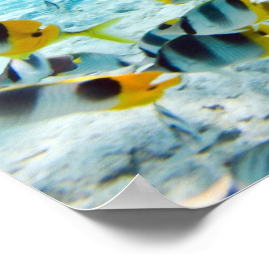 マンタレイ ポスター (角)