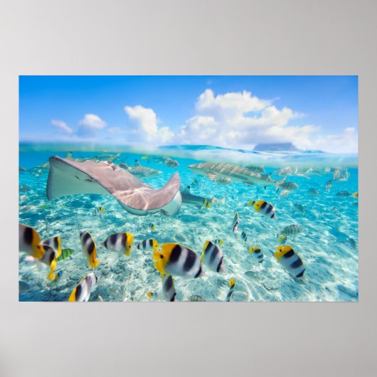 マンタレイ ポスター (正面)