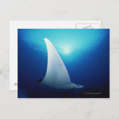 マンタ線の下面 ポストカード (正面/裏面)