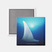 マンタ線の下面 マグネット (正面/裏面)