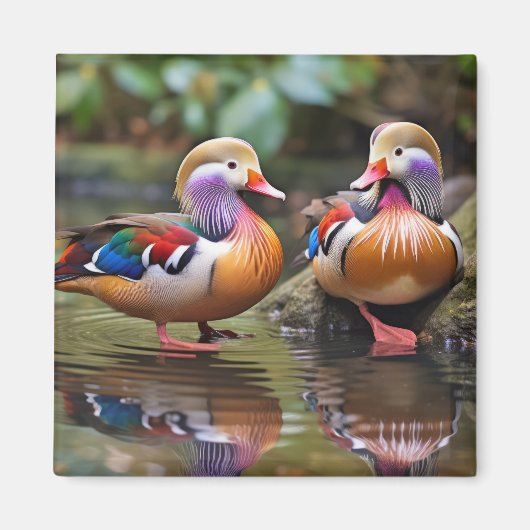 マンダリンアヒル動物鳥獣ワイルドネスアート マグネット (正面)