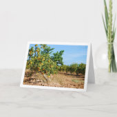 マンダリンオレンジツリーオーチャード カード (正面)