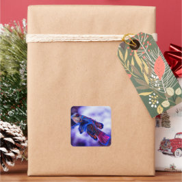 マンダリンゴバイフィッシュ スクエアシール