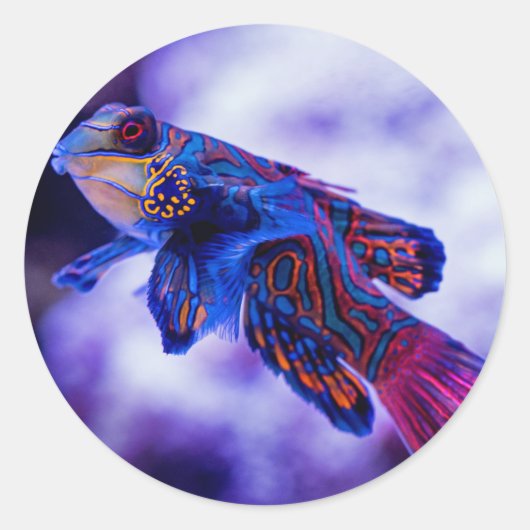 マンダリンゴバイフィッシュ ラウンドシール (正面)