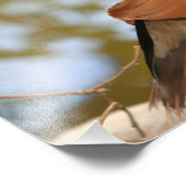 マンダリンダック フォトプリント            (角)