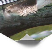 マンダリンダック ポスター (角)