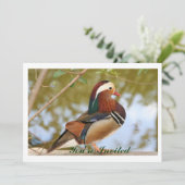 マンダリンダック 招待状 (スタンド正面)