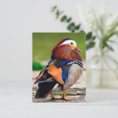 マンダリンボクガモ (Aix galericulata) ポストカード (スタンド正面)