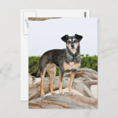 マンチェスターテリアX – ヨルダン – エラー出力 ポストカード (正面/裏面)