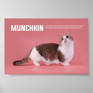 マンチキンまたはソーセージ猫種 ポスター