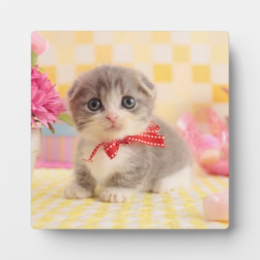 マンチキンキッテン フォトプラーク (正面)