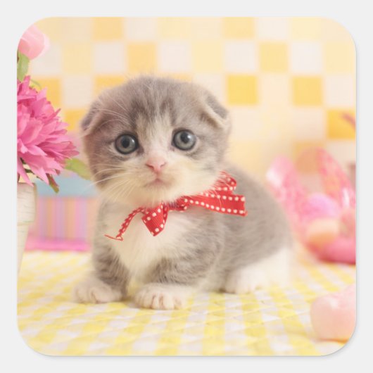 マンチキン子猫 スクエアシール (正面)