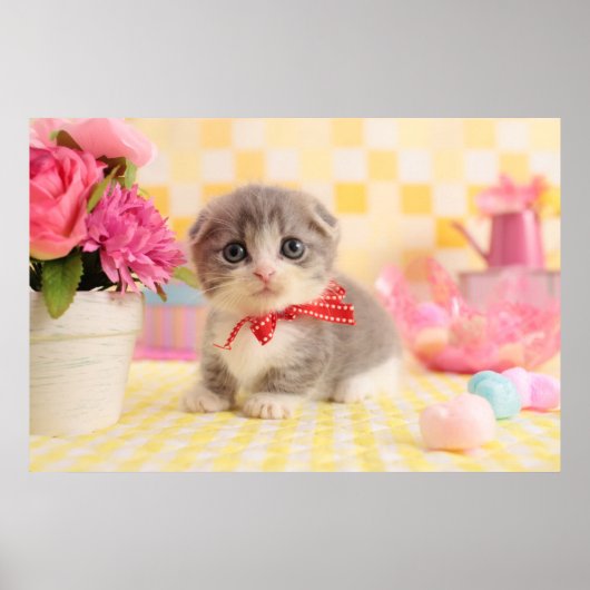 マンチキン子猫 ポスター (正面)