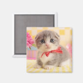 マンチキン子猫 マグネット (正面/裏面)