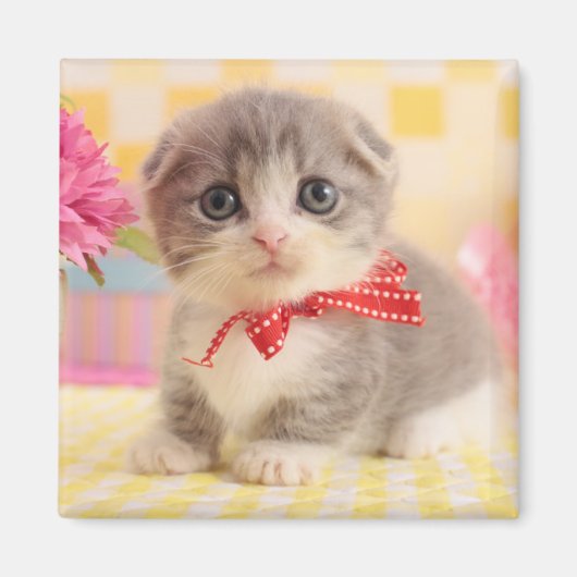 マンチキン子猫 マグネット (正面)