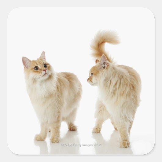 マンチキン猫 スクエアシール (正面)