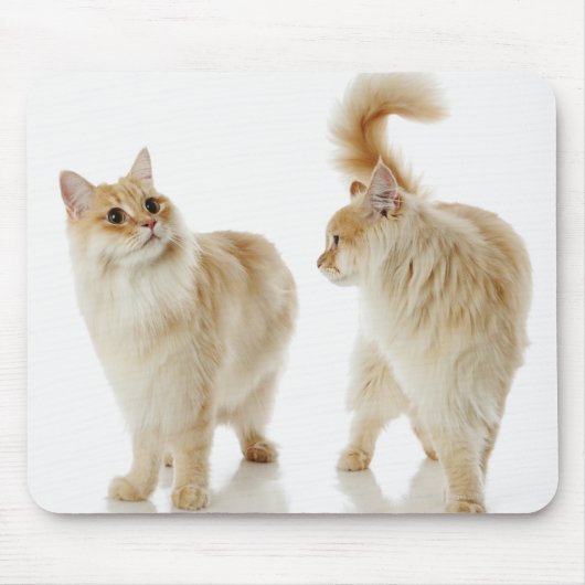 マンチキン猫 マウスパッド (正面)