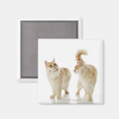 マンチキン猫 マグネット (正面/裏面)