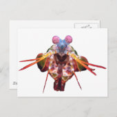 マンチス ポストカード (正面/裏面)