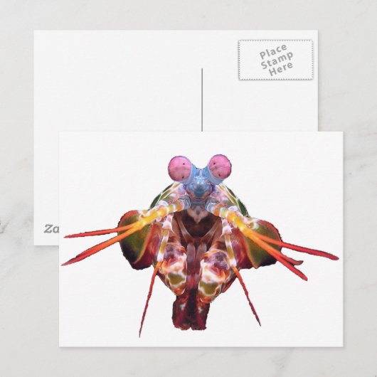 マンチス ポストカード (正面/裏面)