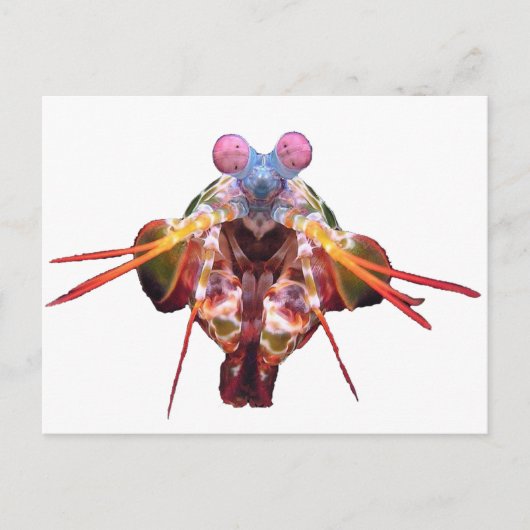 マンチス ポストカード (正面)