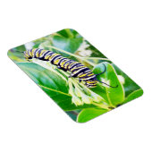 マンチング（昆虫）オオカバマダラ、モナークキャタピラー マグネット (右側)