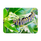 マンチング（昆虫）オオカバマダラ、モナークキャタピラー マグネット (横)