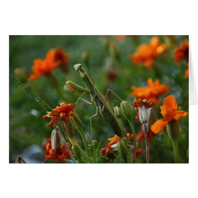 マンチ祈ス (正面横)