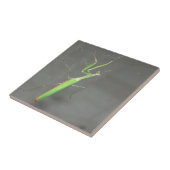 マンチ祈ス タイル (側面)