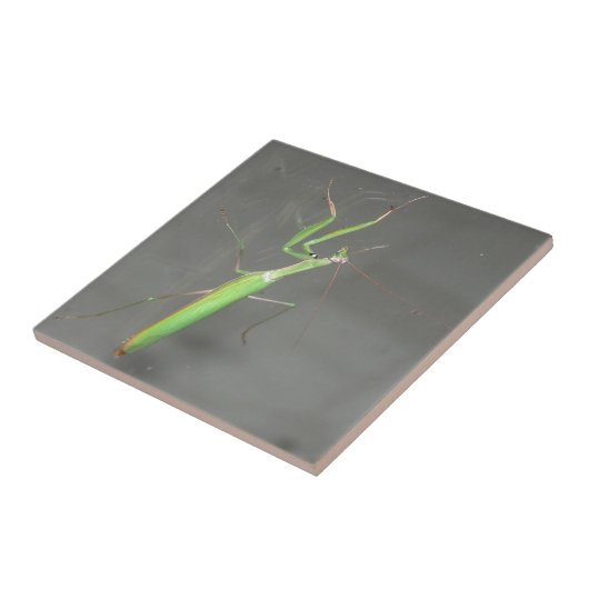 マンチ祈ス タイル (側面)