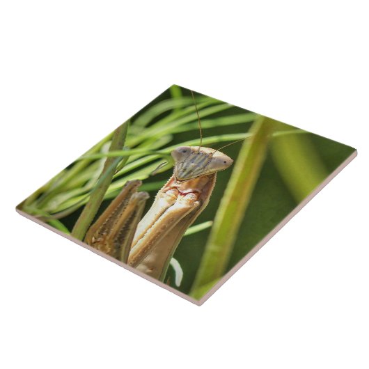 マンチ祈ス タイル (側面)