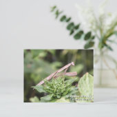 マンチ祈ス ポストカード (スタンド正面)