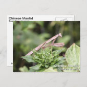 マンチ祈ス ポストカード (正面/裏面)