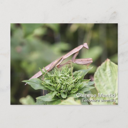 マンチ祈ス ポストカード (正面)