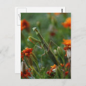 マンチ祈ス ポストカード (正面/裏面)