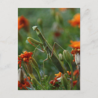 マンチ祈ス ポストカード