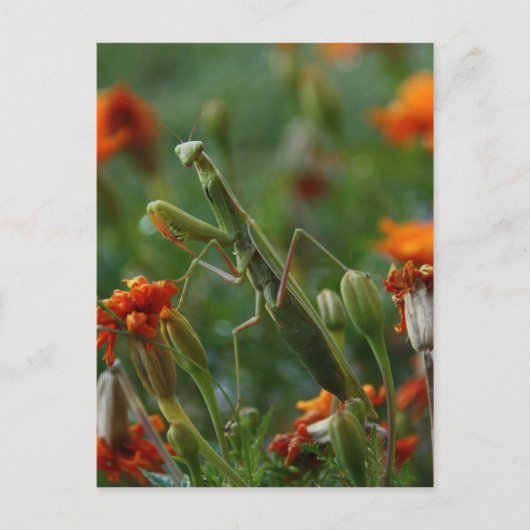 マンチ祈ス ポストカード (正面)