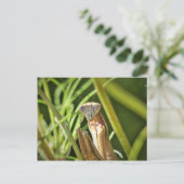 マンチ祈ス ポストカード (スタンド正面)