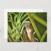 マンチ祈ス ポストカード (正面/裏面)