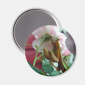 マンチ祈ス マグネット (正面/裏面)