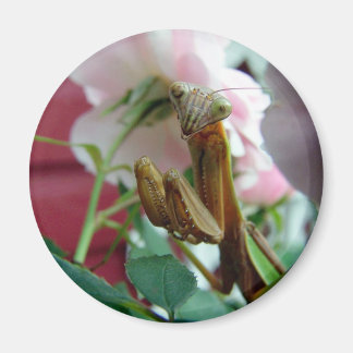 マンチ祈ス マグネット