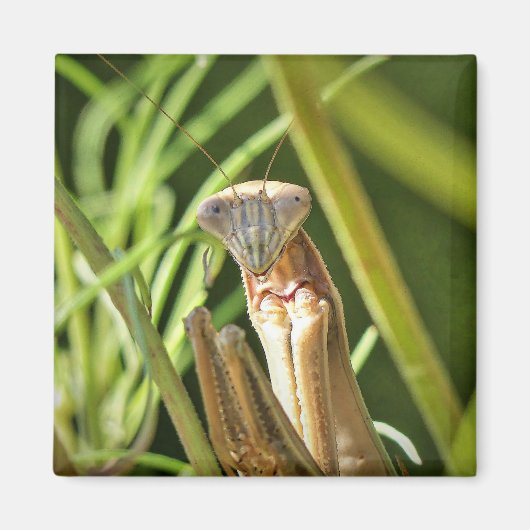 マンチ祈ス マグネット (正面)