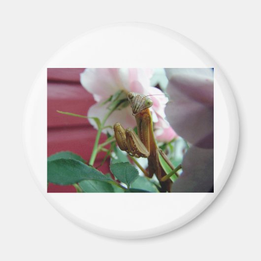 マンチ祈ス マグネット (正面)