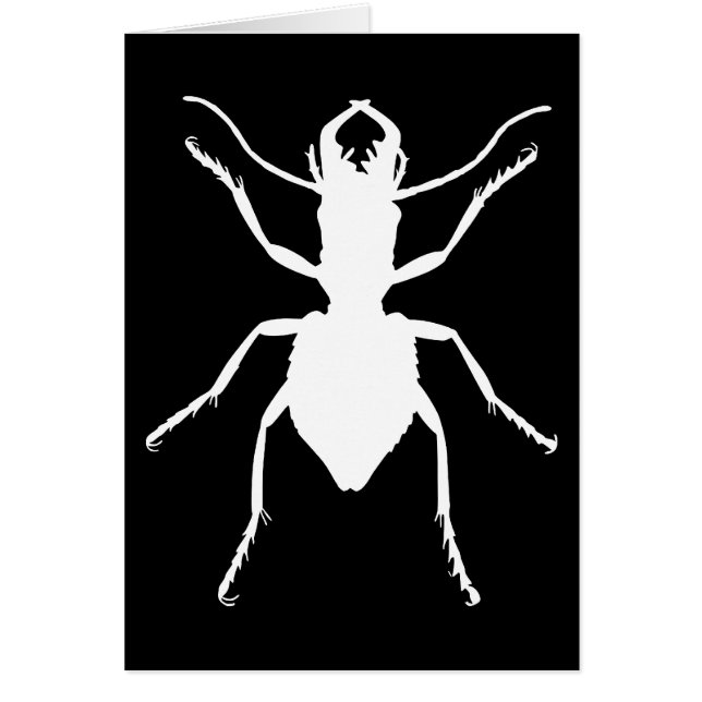 マンティコラ・ツベルクラータ (正面)