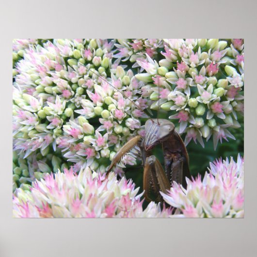 マンティス79 toプリント ポスター (正面)