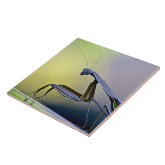 マンティ祈スタイル タイル (側面)