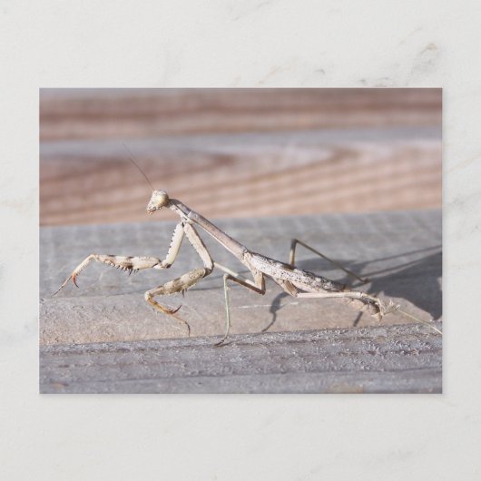 マンティ祈ス葉書 ポストカード (正面)