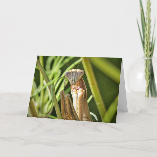 マンティ祈ス カード (正面)